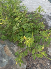 Asian Spiderflower