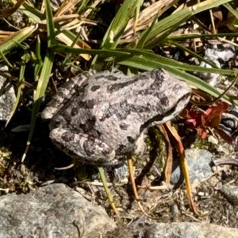 iNaturalist observation photo of Pacific chorus frog