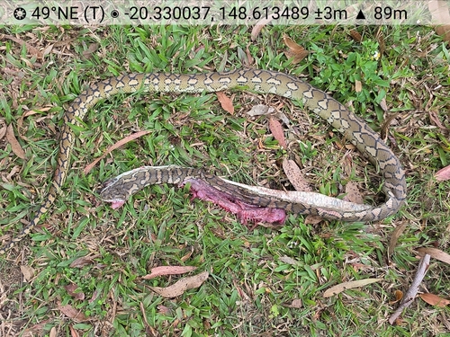 Carpet Python