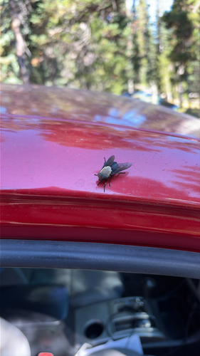 Western Black Horse Fly