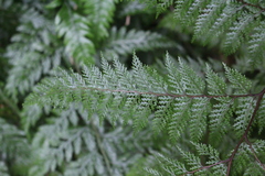 Leptolepia novae-zelandiae