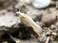 Pseudexentera costomaculana