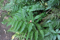 Leptolepia novae-zelandiae