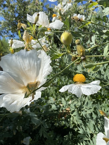 iNaturalist observation photo of Coulter's matilija poppy