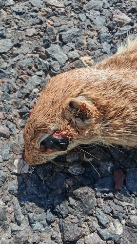 Ardilla de tierra punteada