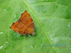 Choreutis achyrodes