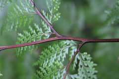 Leptolepia novae-zelandiae