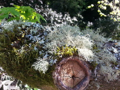 Usnea australis