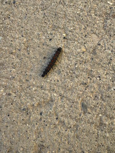 Mourning Cloak