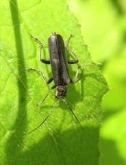 Cantharis obscura