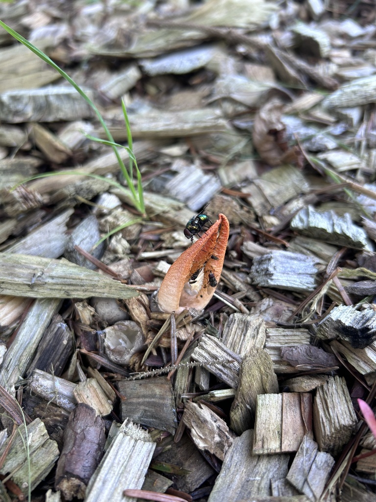 stinky squid · September 2026 · photo: Photo: (c) Bonnie Semmling, some rights reserved (CC BY) · iNaturalist