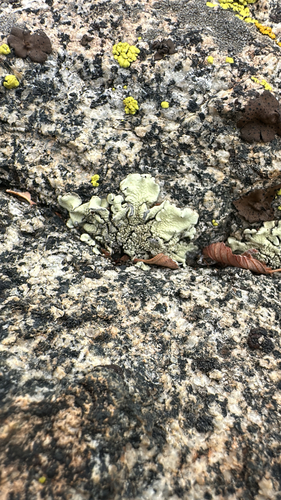 Green Rock-posy