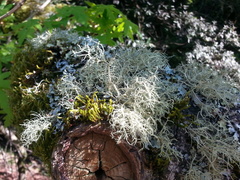 Usnea australis