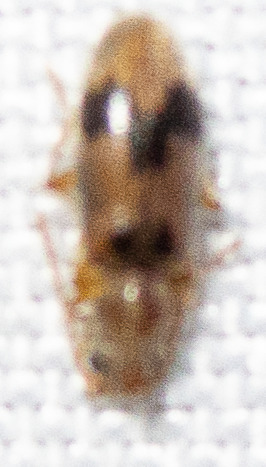 Notoxus calcaratus