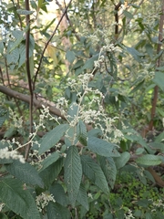 Pomaderris aspera, photograph (c) Ian Rainbow, some rights reserved (CC BY)