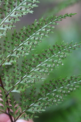 Leptolepia novae-zelandiae