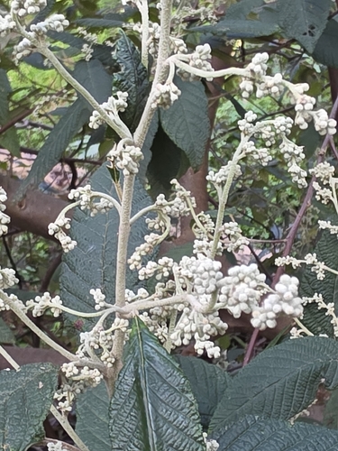 Pomaderris aspera, photograph 5