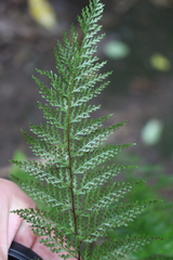 Leptolepia novae-zelandiae