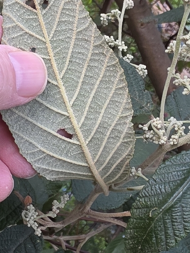 Pomaderris aspera, photograph 6