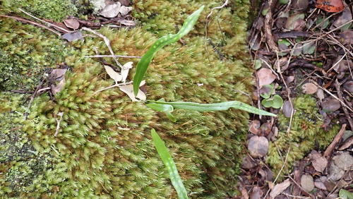 Lepisorus thunbergianus, photograph 6
