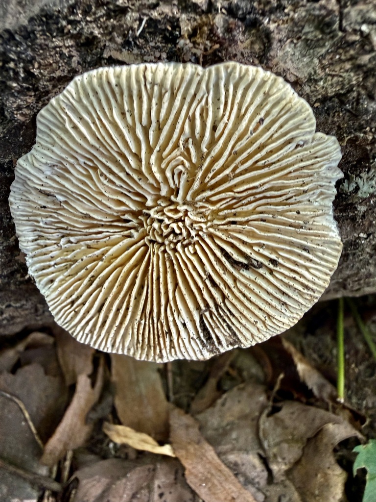 Gilled Polypore · September 2026 · photo: Photo: (c) ladyjanaye, some rights reserved (CC BY) · iNaturalist