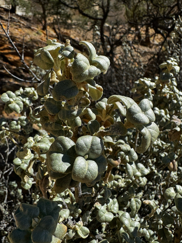 Shepherdia rotundifolia, photograph 3