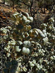 Shepherdia rotundifolia, photograph (c) Parker James Lloyd, some rights reserved (CC BY)