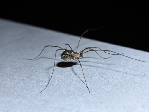 European Harvestman