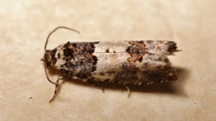 Epinotia thapsiana
