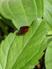 Eoscarta