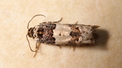 Epinotia thapsiana