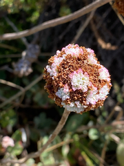 Eriogonum latifolium, photograph (c) Rebecca Johnson, some rights reserved (CC BY)