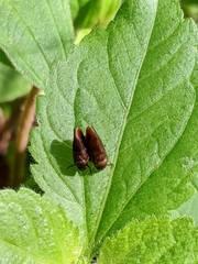 Eoscarta
