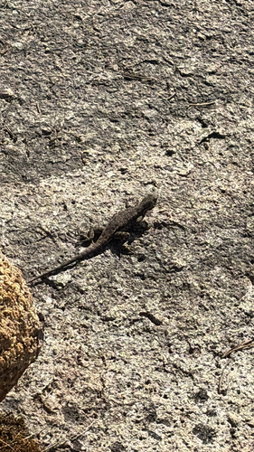 iNaturalist observation photo of Western Fence Lizard