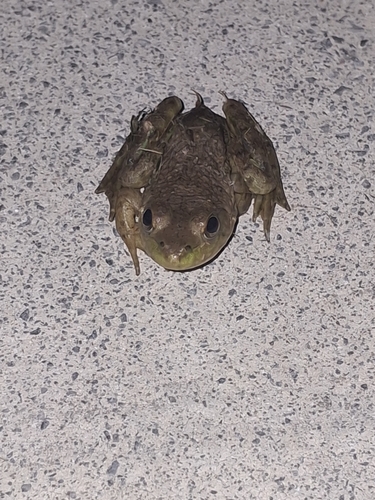 American Bullfrog
