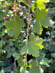 Ribes divaricatum