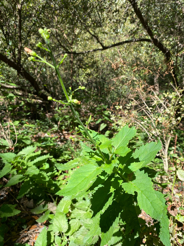 Scrophularia californica