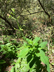 Scrophularia californica