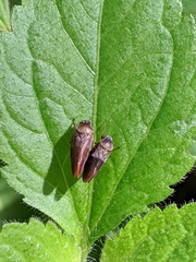 Eoscarta