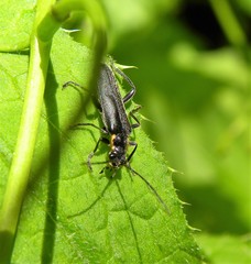 Cantharis obscura