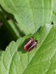 Eoscarta