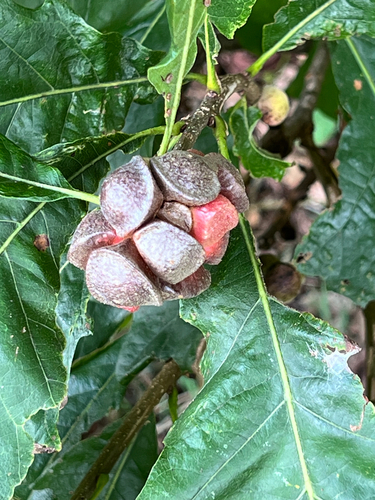 lobed oak gall wasp