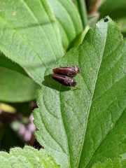 Eoscarta