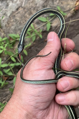 Thamnophis proximus