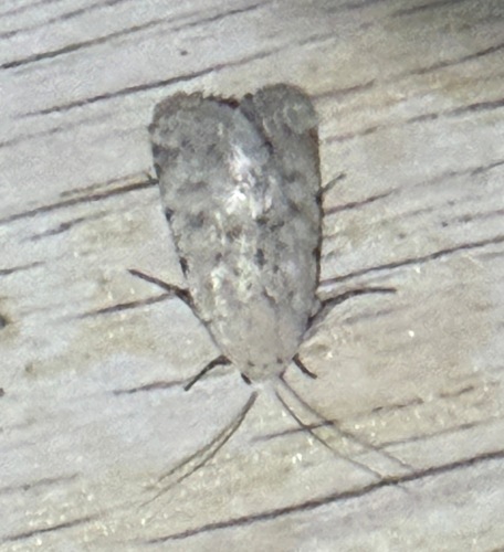 Leucocnemis perfundis