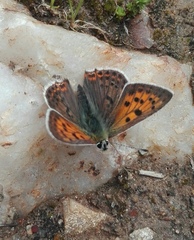 Lycaena bleusei