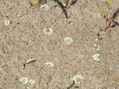 Ricciaceae