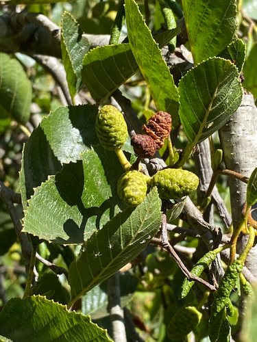 Alnus rhombifolia, photograph 1