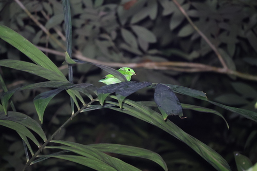 Calyptomena viridis observed 2026-09-03