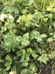 Trifolium repens